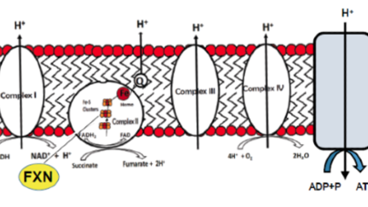 Frataxin transport across cell membrane